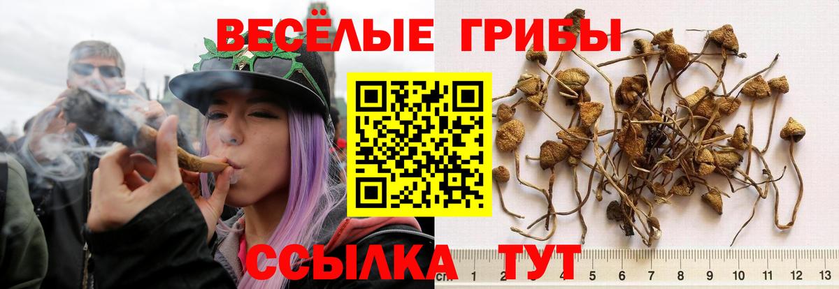 Галлюциногенные грибы Psilocybine cubensis Кропоткин